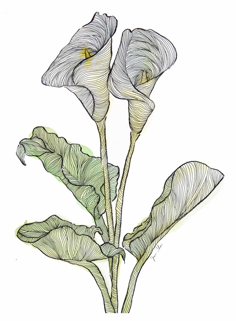 Calla Lily Plant