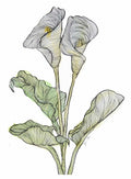 Calla Lily Print