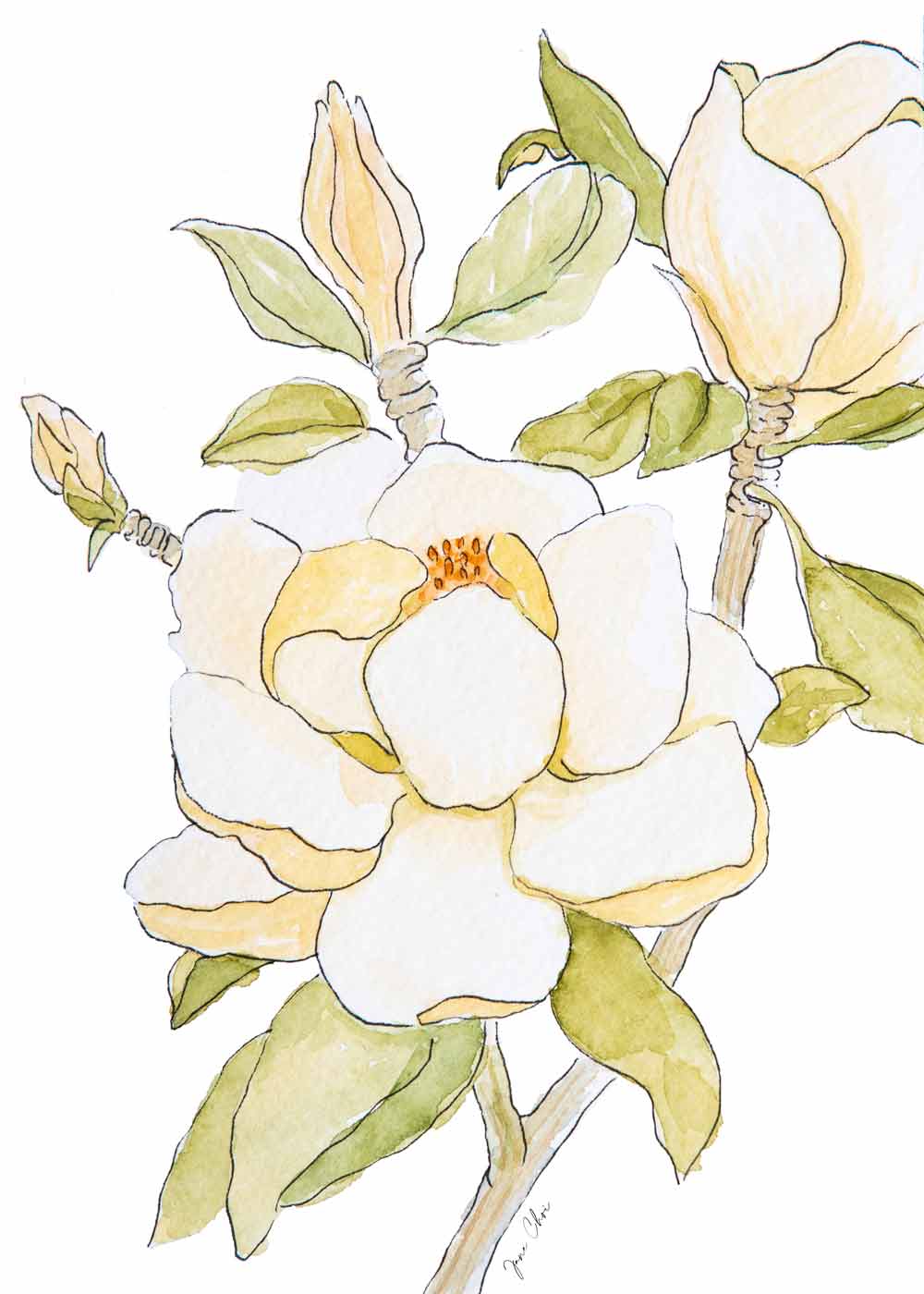 Magnolia Print