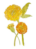 Marigolds