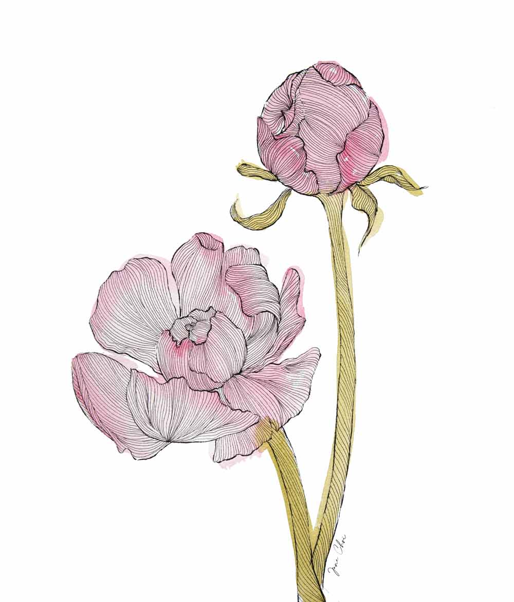 Peony Duo