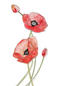 Red Poppy Print