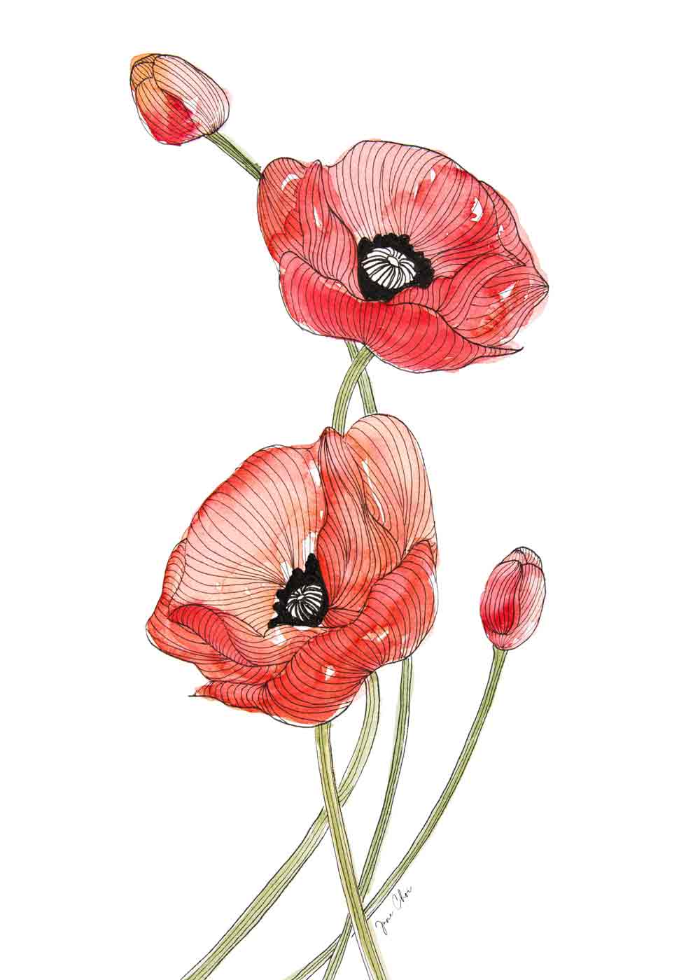 Red Poppy Print