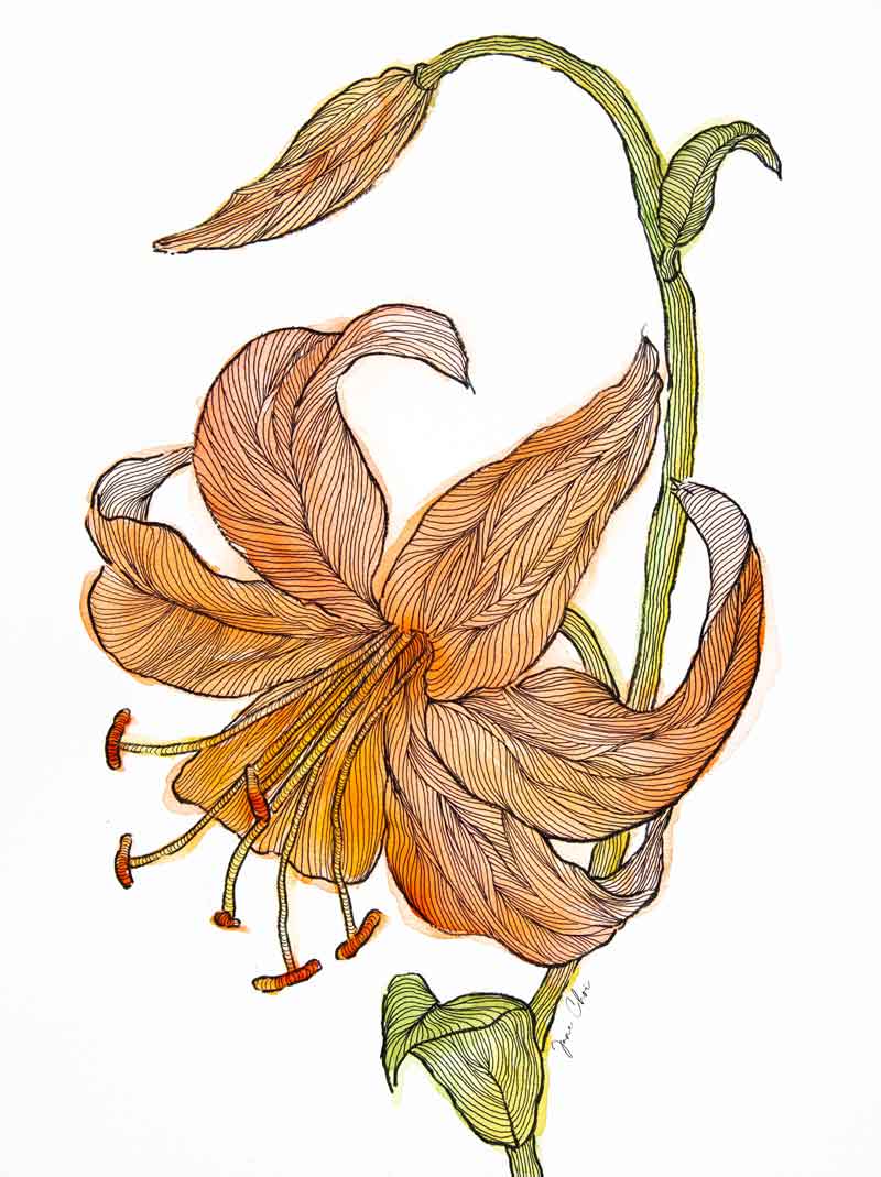 Tiger Lily